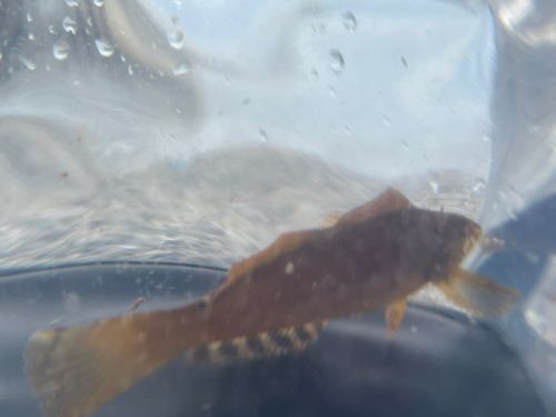アイナメの釣果