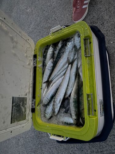 イワシの釣果