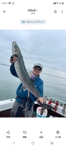 サワラの釣果