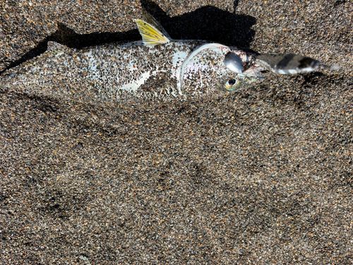 ワカシの釣果