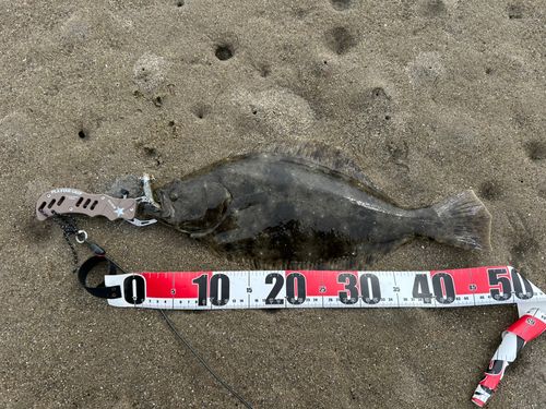 ヒラメの釣果