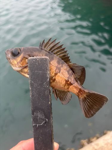 シロメバルの釣果