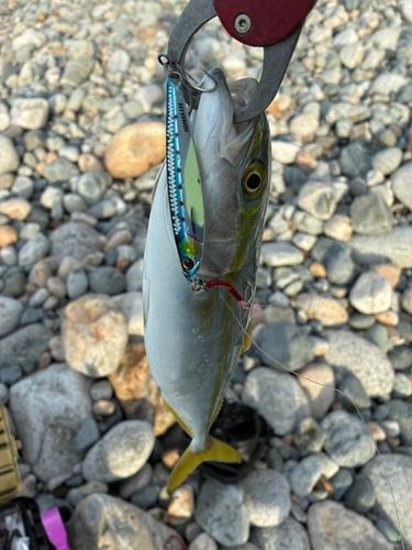 フクラギの釣果