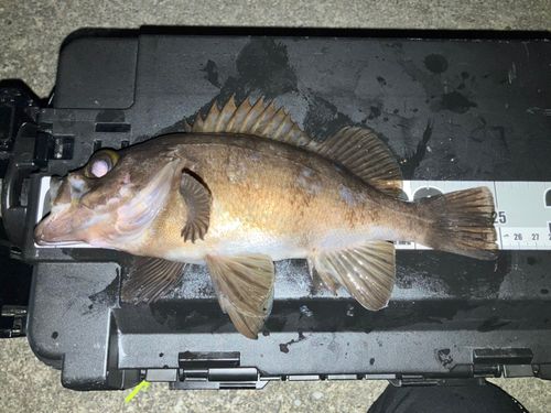 メバルの釣果