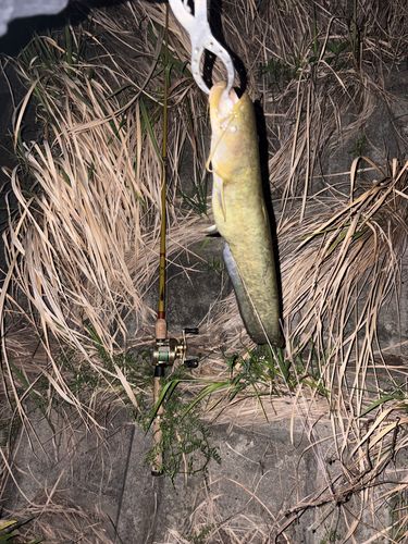 ナマズの釣果