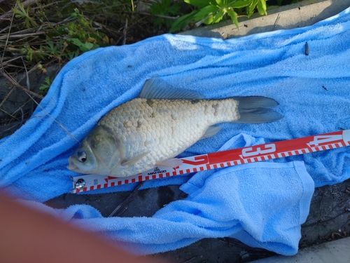 ヘラブナの釣果