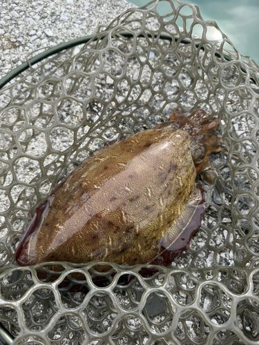 コウイカの釣果