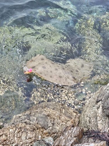 エイの釣果