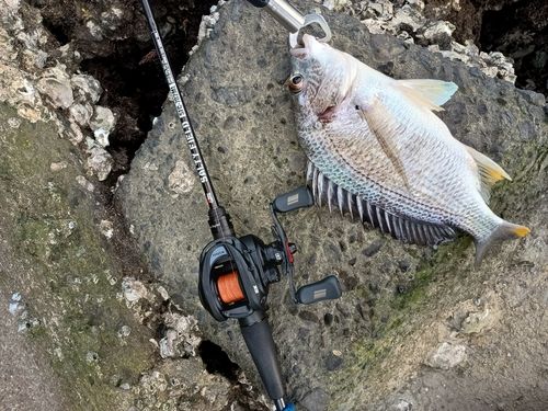 キビレの釣果