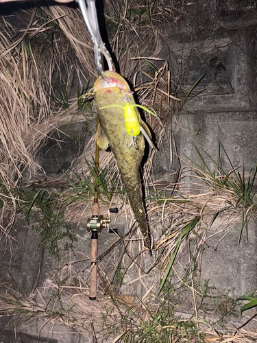 ナマズの釣果
