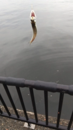 カタクチイワシの釣果