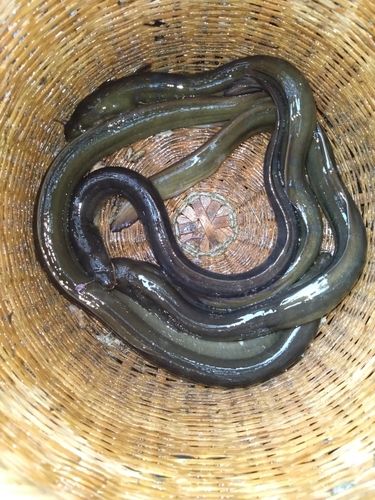 ウナギの釣果