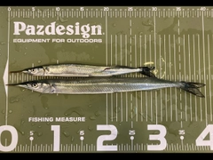 サヨリの釣果
