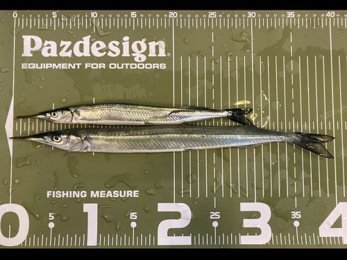 サヨリの釣果