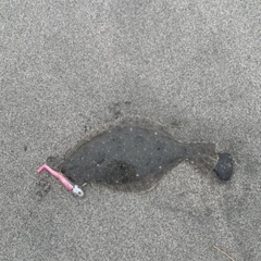 ソゲの釣果