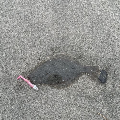 ソゲの釣果