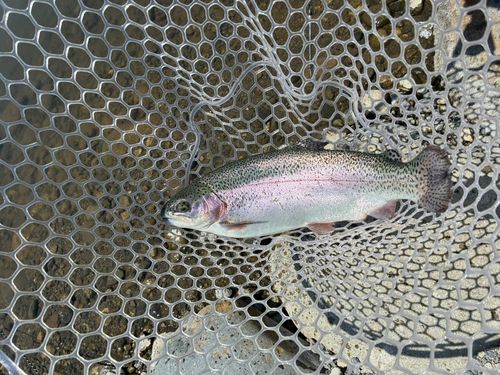 ニジマスの釣果