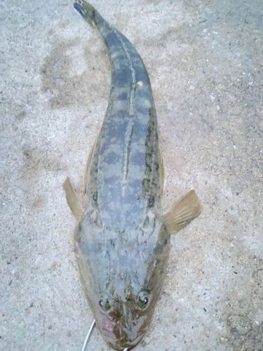 マゴチの釣果