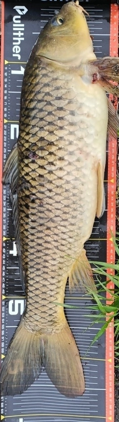 コイの釣果