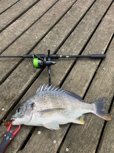キビレの釣果