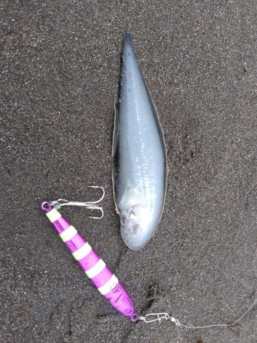 シタビラメの釣果