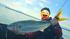 ブリの釣果