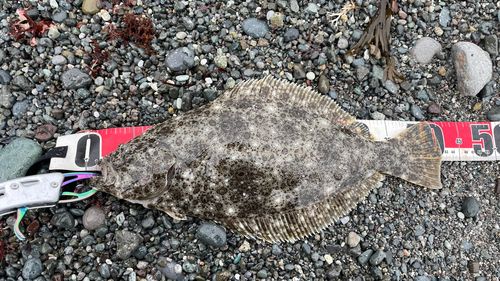 ヒラメの釣果