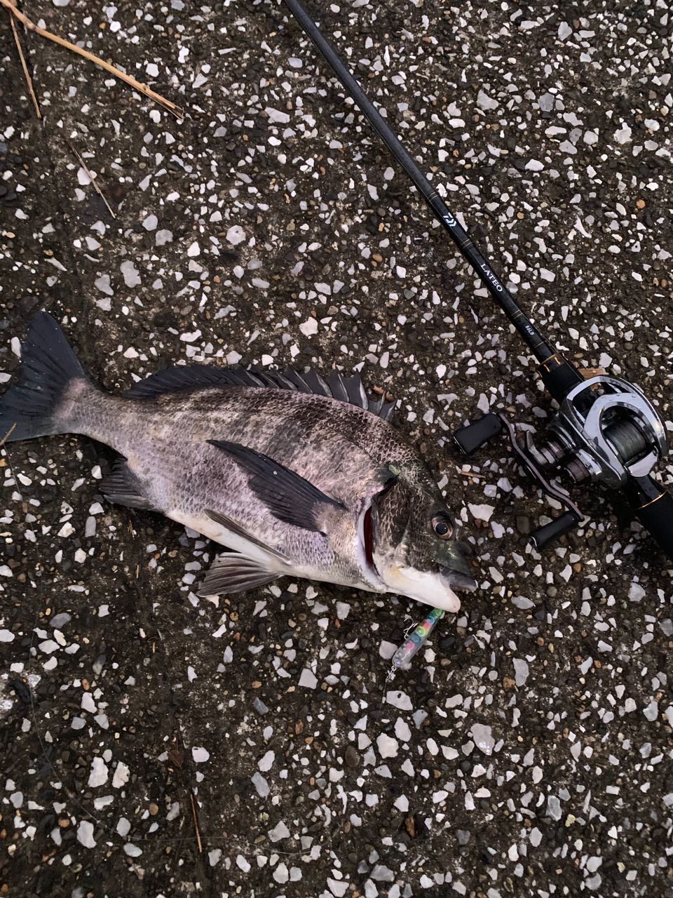 DAIWA 20ラテオ・R ベイトモデル 86LBの最安値・インプレ・釣果 | 本音