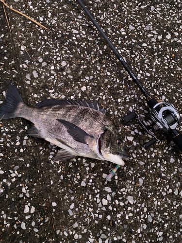 クロダイの釣果