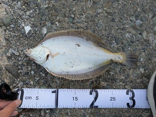 マガレイの釣果