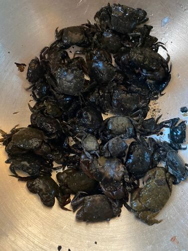 カニの釣果