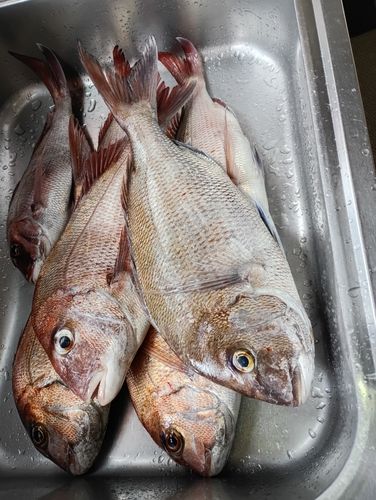 釣果