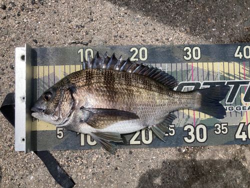 チヌの釣果