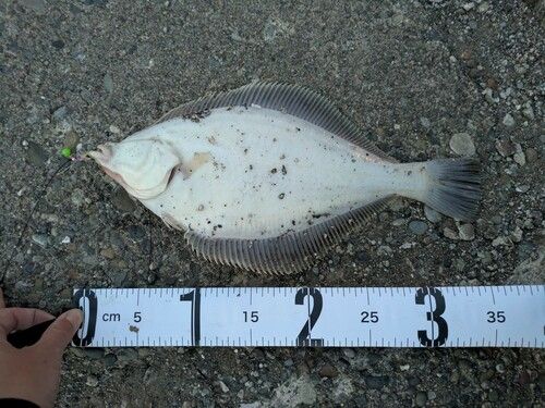 マガレイの釣果