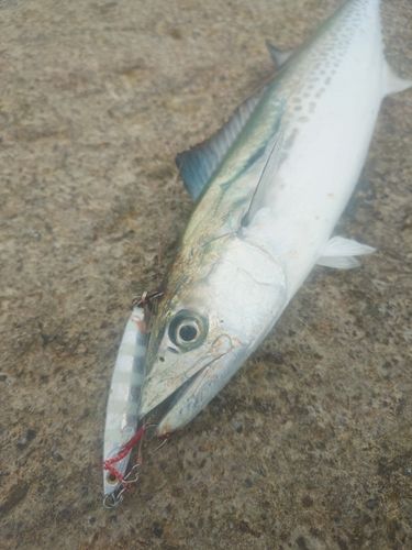 サゴシの釣果