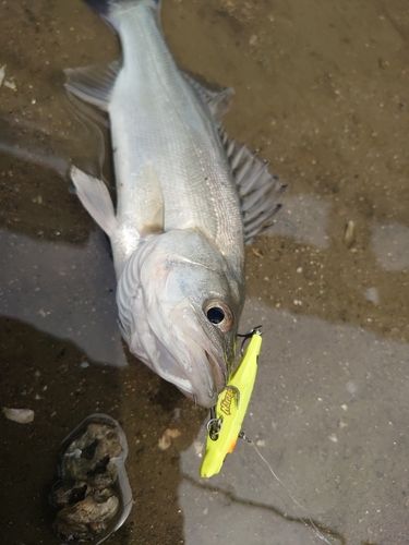 セイゴ（マルスズキ）の釣果