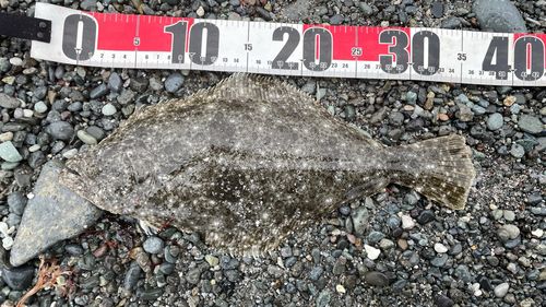 ヒラメの釣果