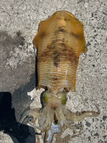 アオリイカの釣果