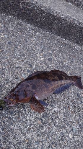 アイナメの釣果