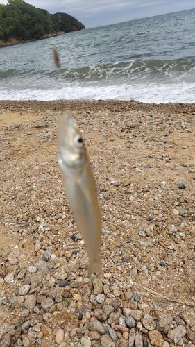 シロギスの釣果