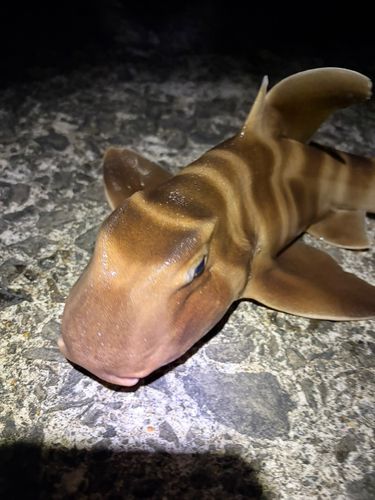 ネコザメの釣果