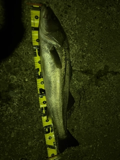 マルスズキの釣果