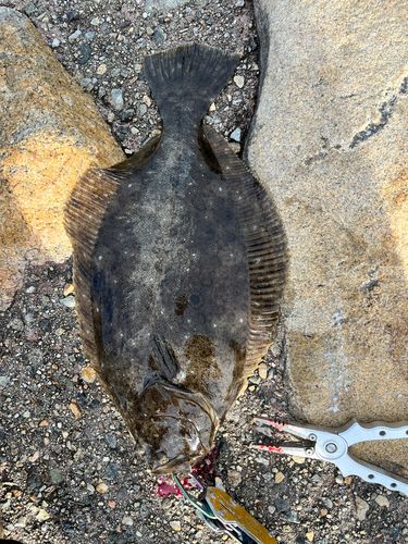ヒラメの釣果