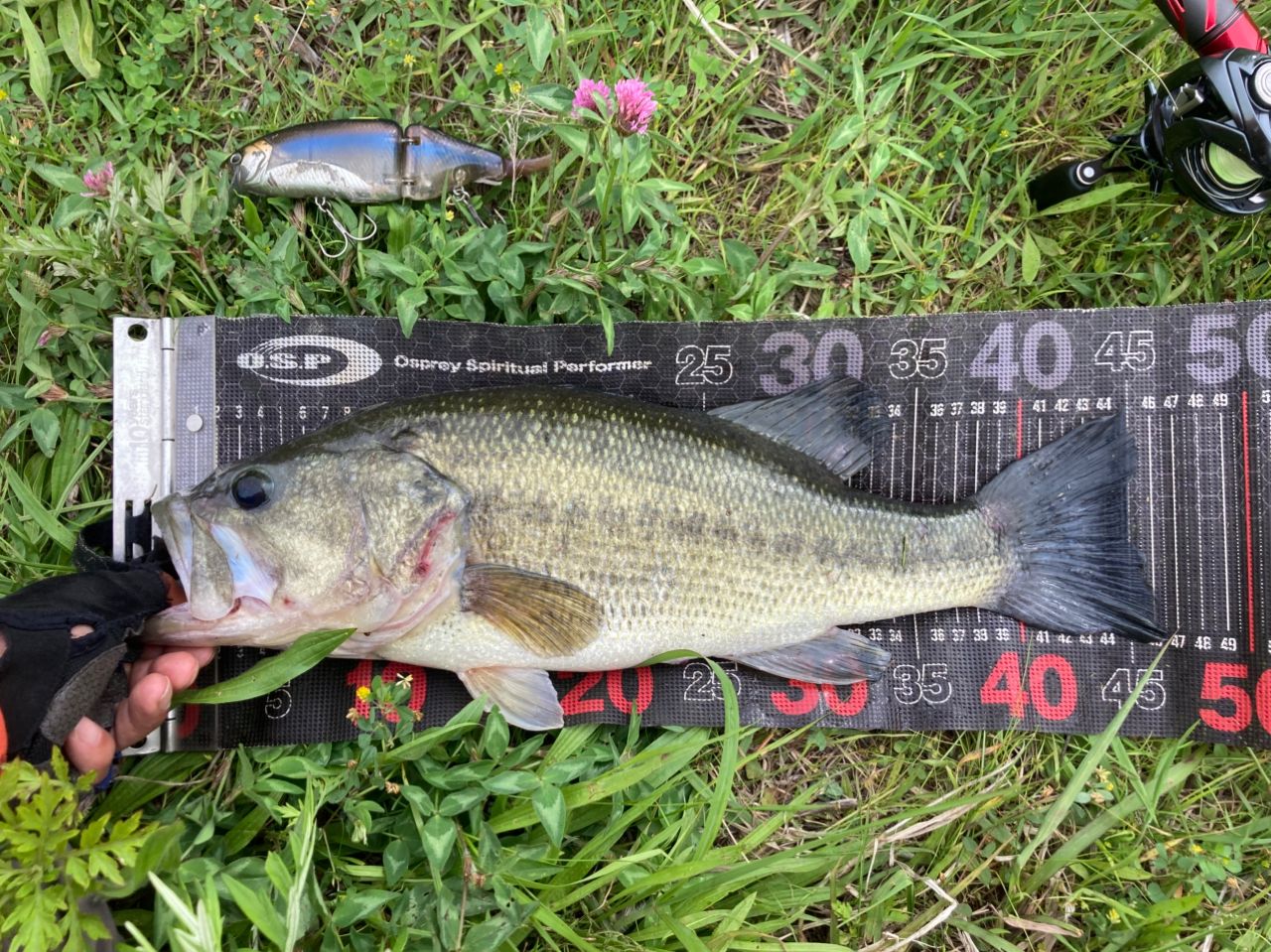 DAIWA 21スティーズ（ベイトキャスティングモデル） C610H-SVの最安値