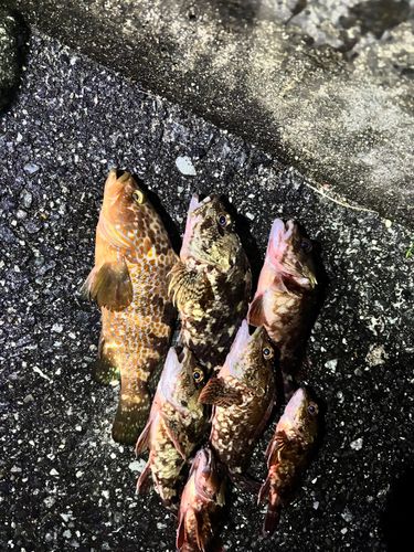 カサゴの釣果