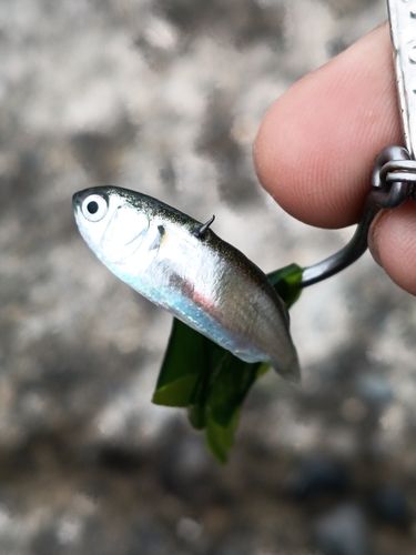 ボラの釣果