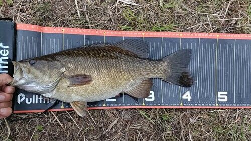 スモールマウスバスの釣果
