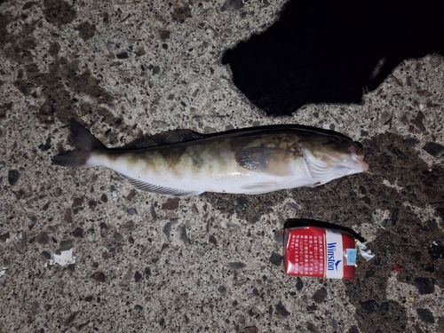ホッケの釣果