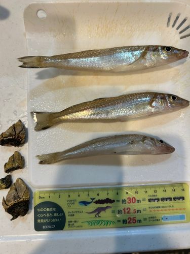 キスの釣果
