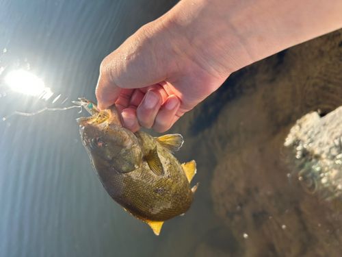 スモールマウスバスの釣果